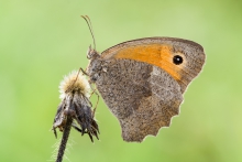 Hyponephele lycaon
