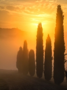 Cypress dawn