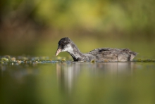 Łyska- Fulica atra