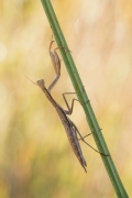 Mantis religiosa