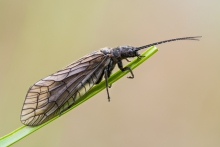 Sialis lutaria