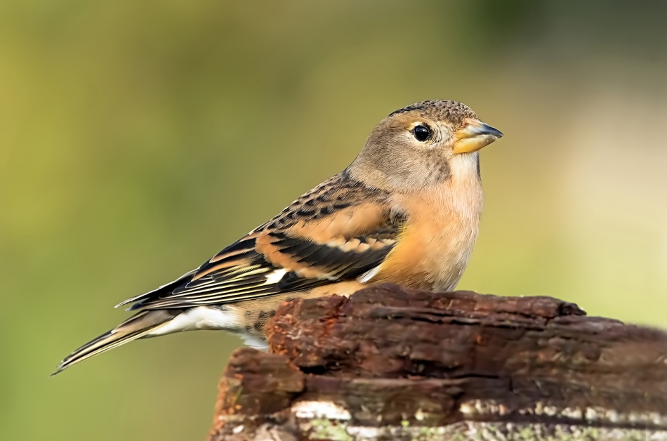 roman53 - Jer. . Zdjęcie 320987