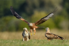 Kanie Rude, Red Kite (M...