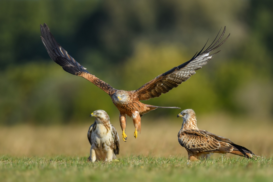 raftik - Kanie Rude, Red Kite (Milvus milvus) ... . . Zdjęcie 253305