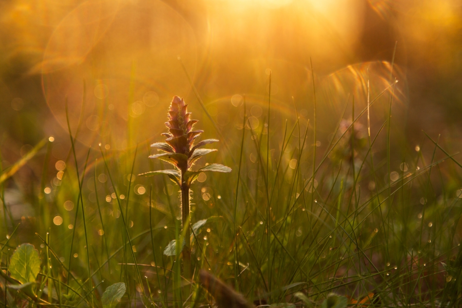 radson_foto - . . Zdjęcie 315176