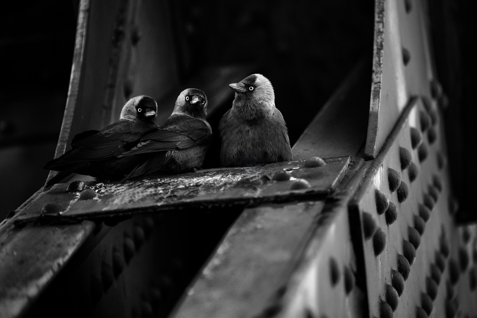 ferajna. . Zdjęcie 338258