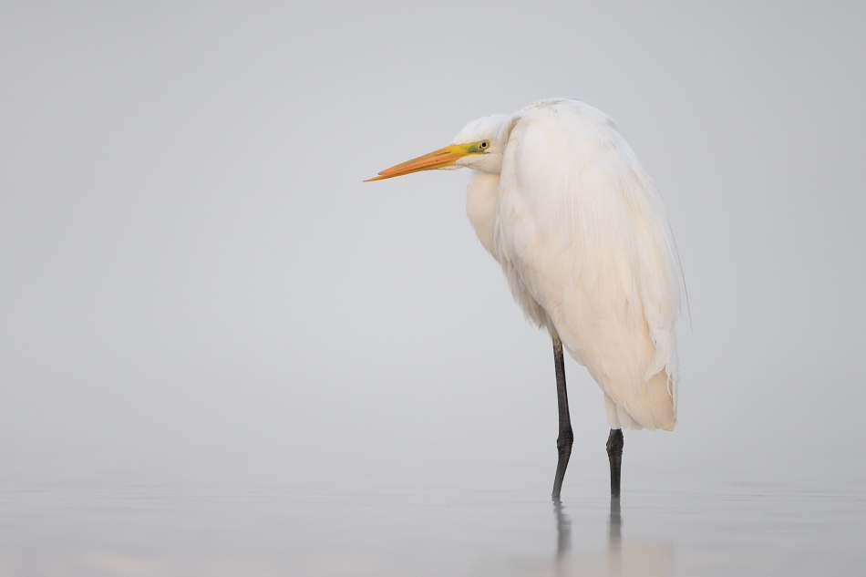 Egretta alba. . Zdjęcie 147448
