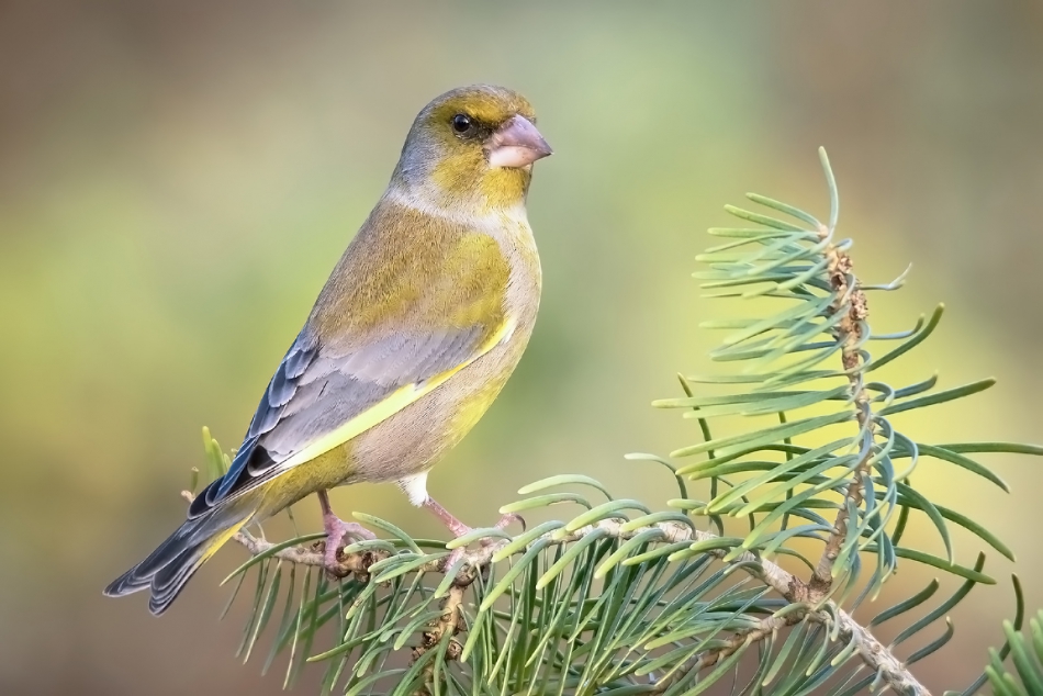 roman53 - . . Zdjęcie 281704