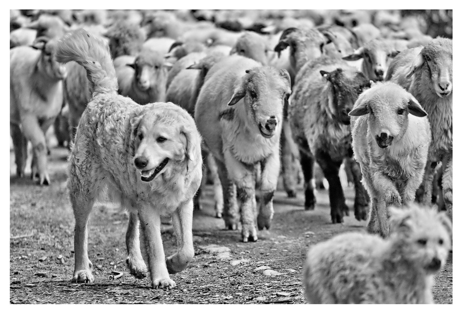 marhaba - łofca alfa. . Zdjęcie 83869