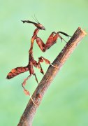 ,Phyllocrania paradoxa.