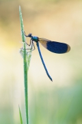 Calopteryx