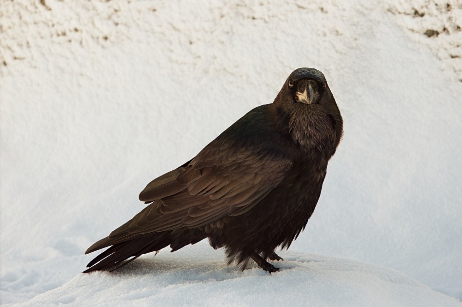 “Nevermore.”. . Zdjęcie 338784