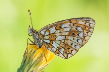 Boloria selene