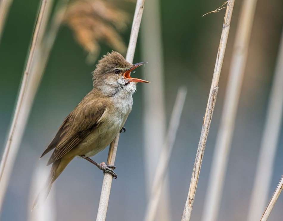 Trzciniak . . Zdjęcie 338582