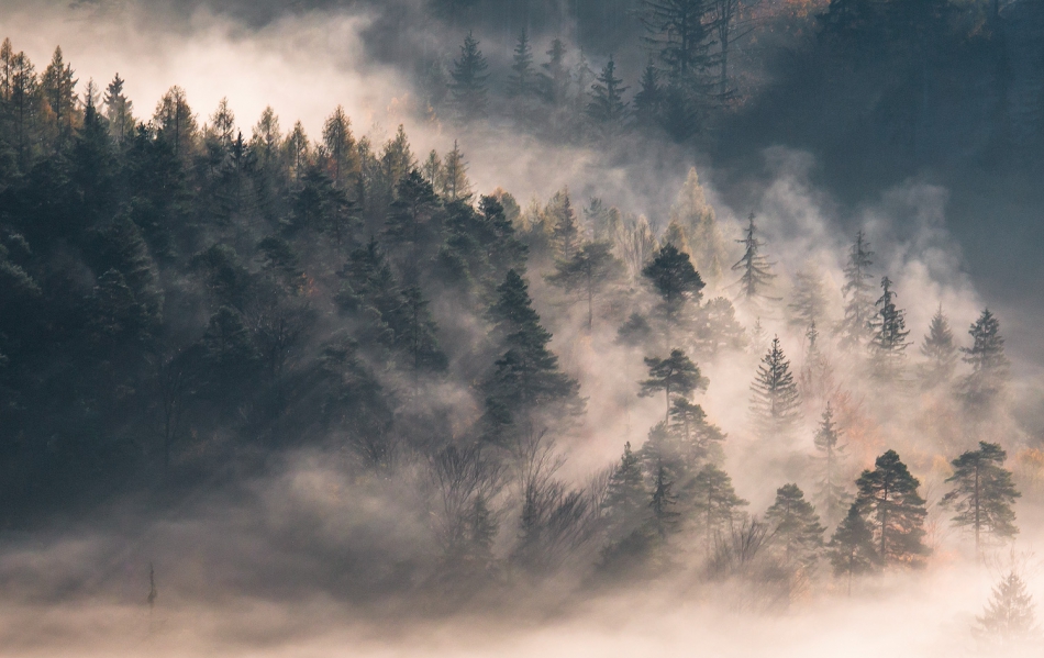 canonfan - Magical Forest. . Zdjęcie 318345