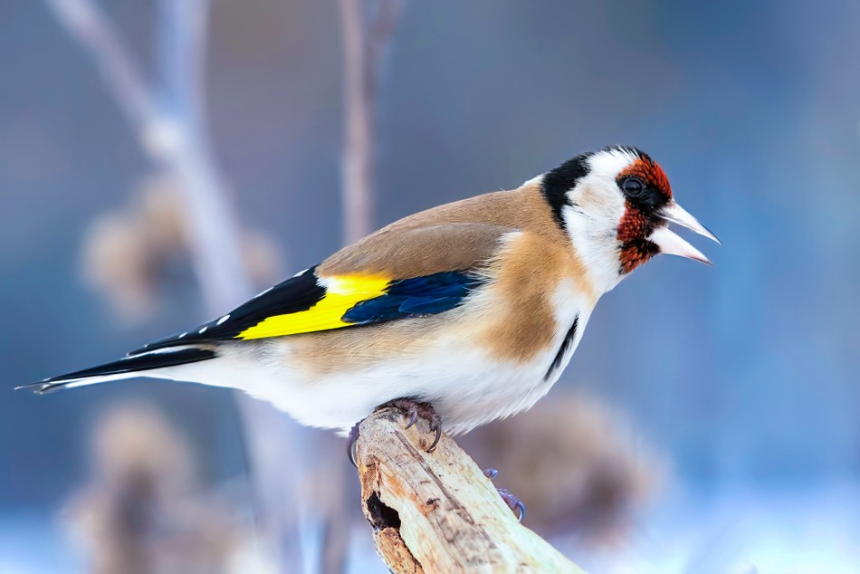 Szczygieł. . Zdjęcie 338047