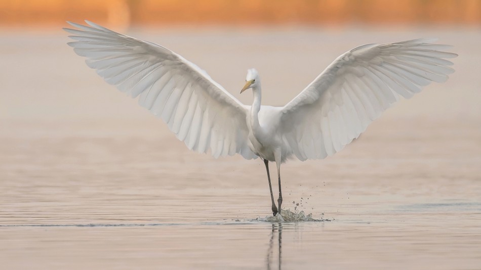 Aniołek. Zapraszam na PE.. Zdjęcie 338267
