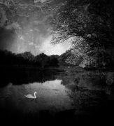 Swan Dream...