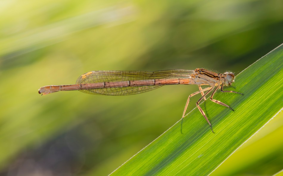 Pióronóg. . Zdjęcie 338874