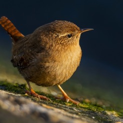 W pierwszych promieniach słońca