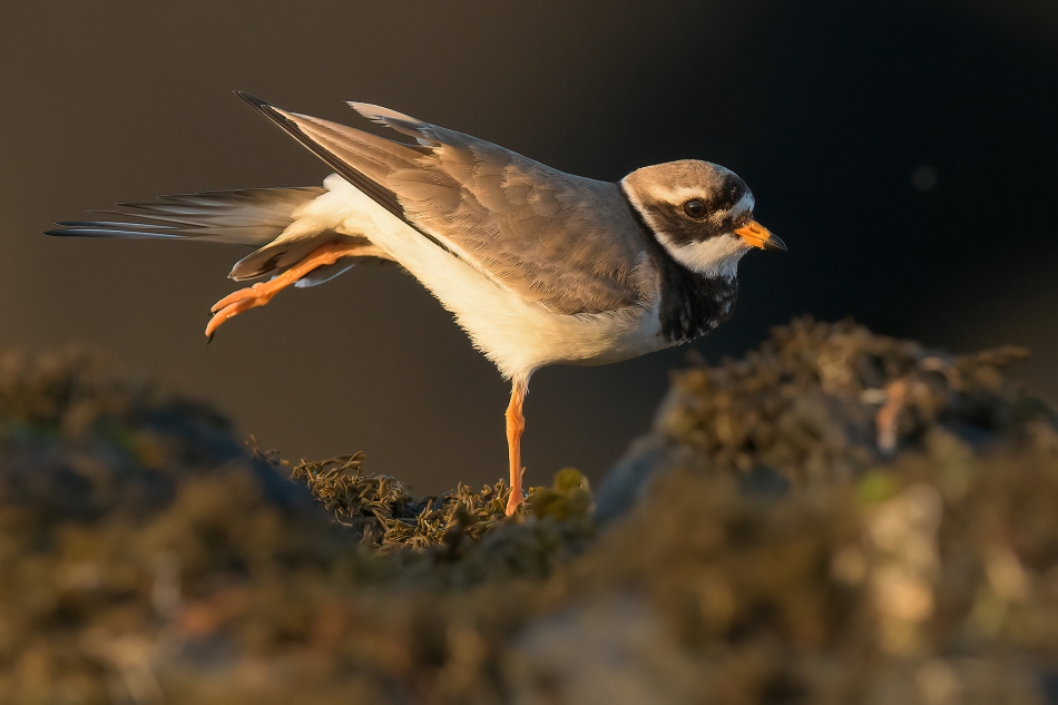 Rozciąganko. Sieweczka obrożna. . Zdjęcie 315726