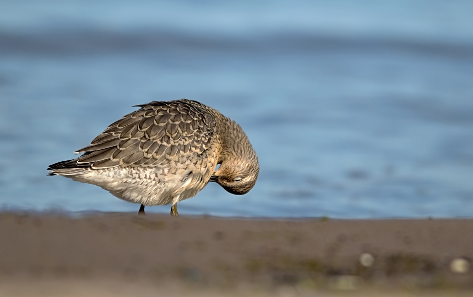 roman53 - . . Zdjęcie 307677