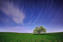 tree of stars
