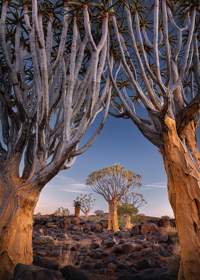 karol_nienartowicz - Las kołczanowy. Jeden z najwyższych na świecie gatunków aloesu (do 9 m); Namibia. Zdjęcie 325833