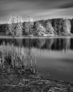 Perłowy zagajnik