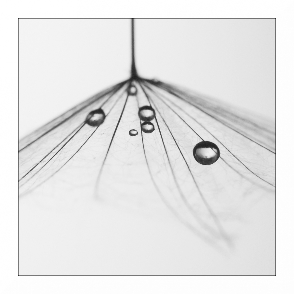 fosa - . . Zdjęcie 268815