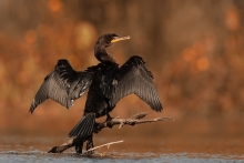 kormoran