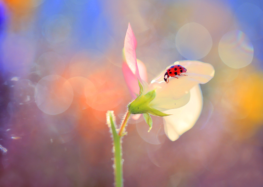 bluejeans -  Poranny spacer. . Zdjęcie 113384