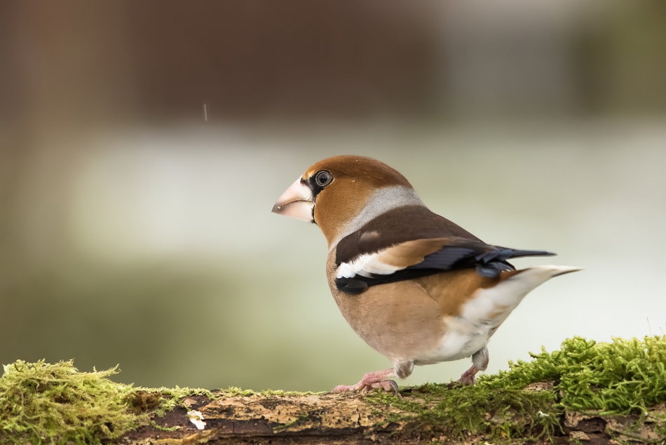 roman53 - . . Zdjęcie 282700