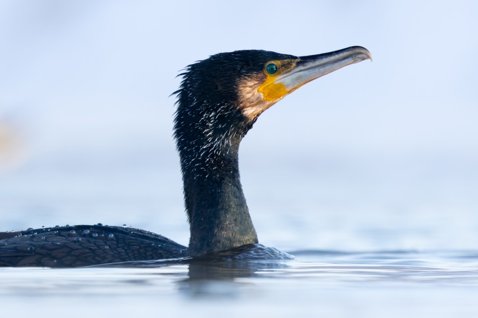 Kormoran. -18 stopni   Nie korzystam z komercyjnych czatowni.,. Zdjęcie 338764