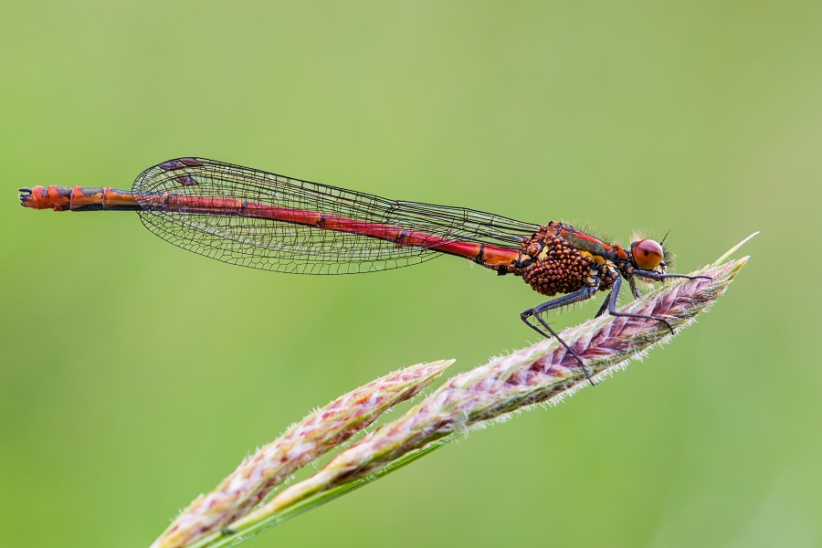 mariusz - Łunica czerwona (Pyrrhosoma nymphula). . Zdjęcie 120095