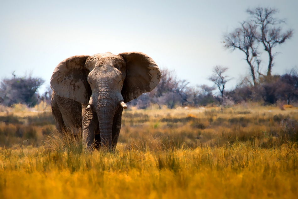 fotoel - Samotnik. A tak dla odmiany Park Narodowy Etosha-Namibia . Zdjęcie 185421