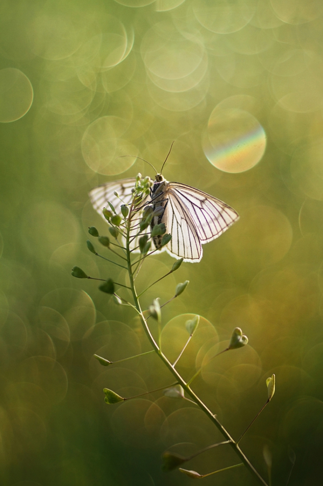 agnez - Siona. PE Siona lineata. Zdjęcie 222850