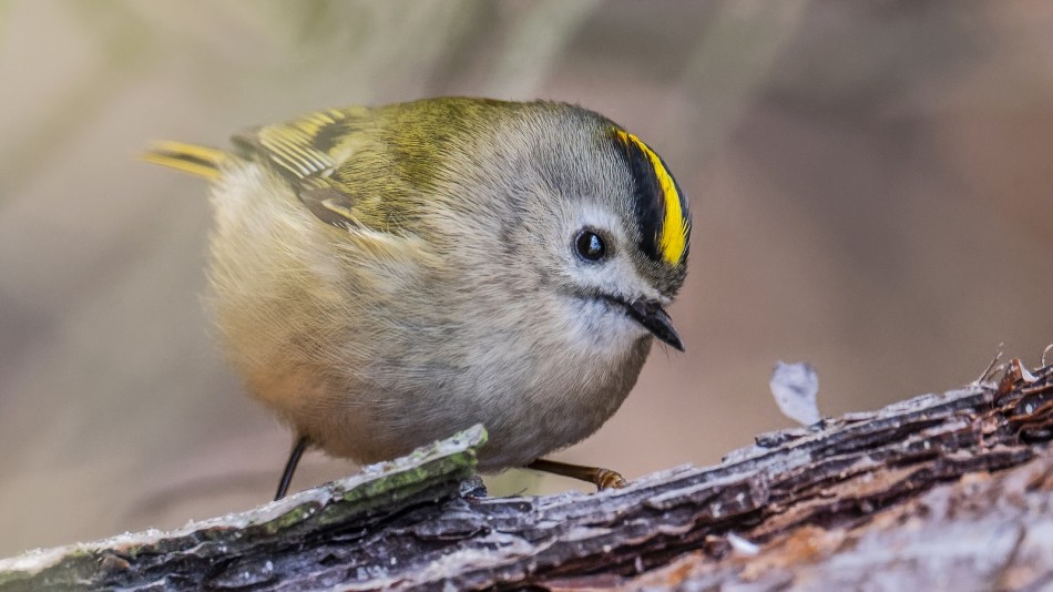 Maluszek z sosnowego boru.  Czy są tu jakieś robaczki ?  Mysikrólik. Zdjęcie 337996