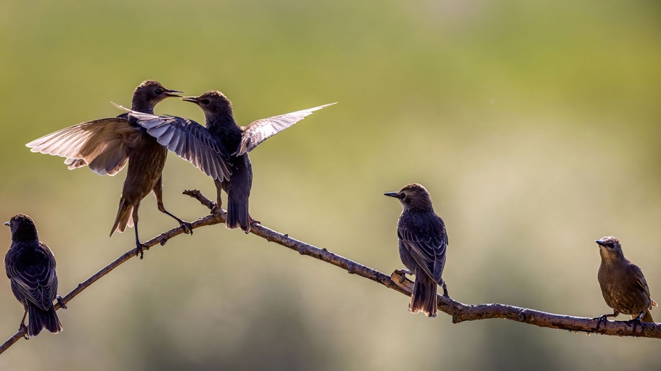 rybo_lub - Ptasie tango. . Zdjęcie 315832