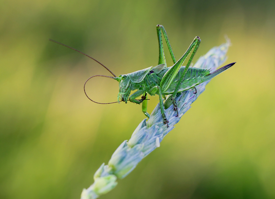 ktosiu - *. . Zdjęcie 113780