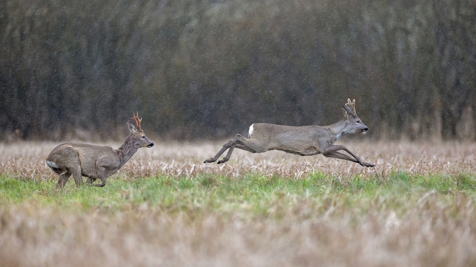 rybo_lub - Deszczowy berek. . Zdjęcie 313959