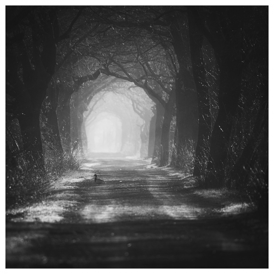 backslash - . . Zdjęcie 331882
