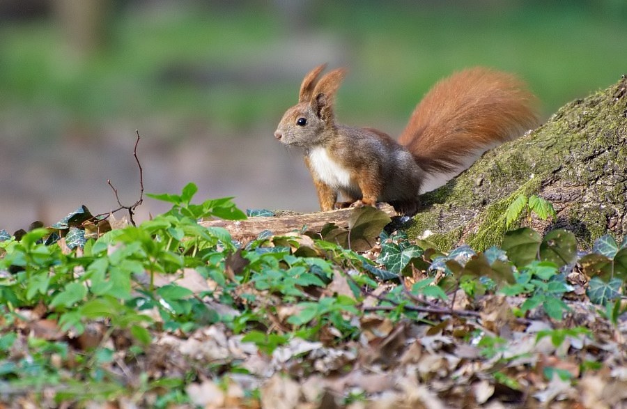 lukas - Basia. . Zdjęcie 57180