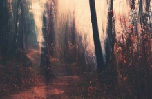 Autumn Colors