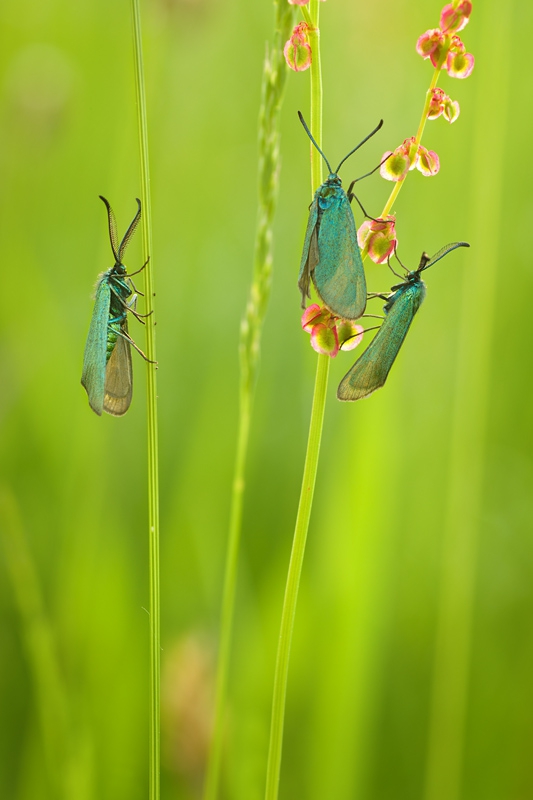ano - Robale trzy. . Zdjęcie 196153