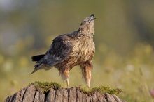 Błotniak stawowy 