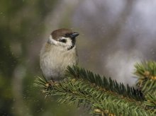 mazurek