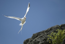 Bermuda Longtails.
