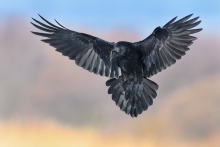 Kruk, Common Raven (Cor...