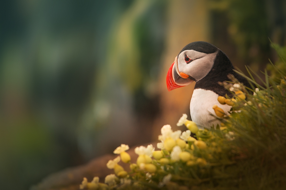 maka133 - Puffin. . Zdjęcie 172018